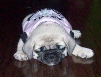 pug grooms