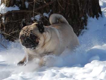 pug mccarthy
