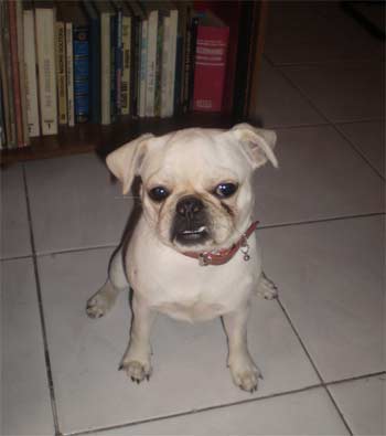 pug ponce
