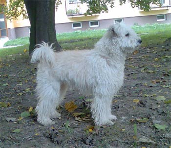pumi maceekova