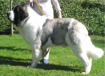 pyreneanmastiff iparragirre