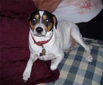 ratterrier madigan