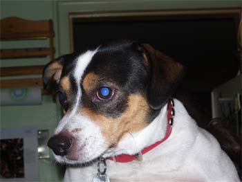 ratterrier madigan3