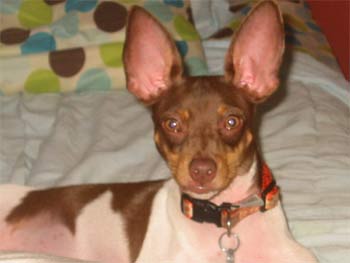 ratterrier rivers