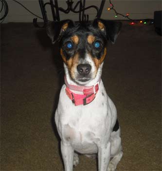 ratterrier venessa