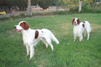 redandwhitesetter phillips
