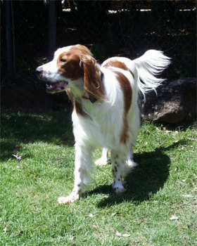 redandwhitesetter york