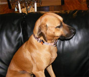 redbonecoonhound beecraft2