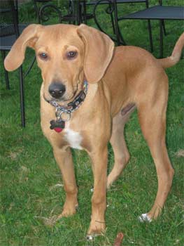 redbonecoonhound gremmell