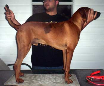redbonecoonhound lamarr