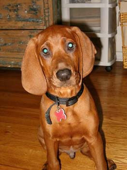 redbonecoonhound leslie