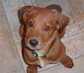 redbonecoonhound scarpelli