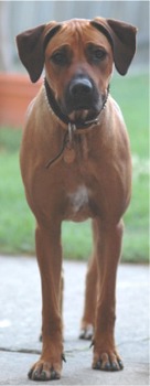 rhodesianridgeback cottrell