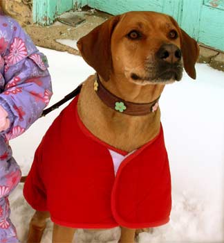 rhodesianridgeback lindstrom2