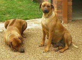 rhodesianridgeback ross