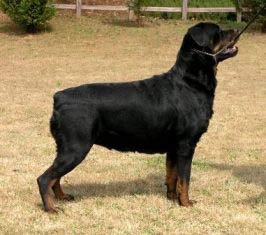 rottweiler almond