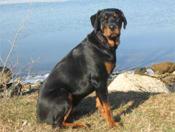 rottweiler bobetich