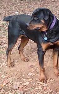 rottweiler brown3