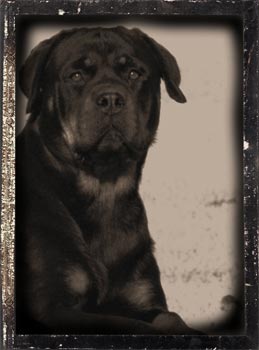 rottweiler brown5