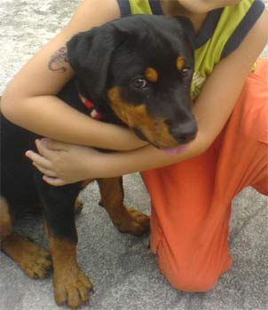 rottweiler buerle
