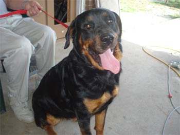 rottweiler castilo