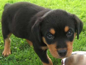 rottweiler christie