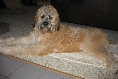 saintberdoodle lila