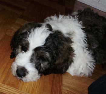 saintberdoodle wilson
