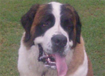 saintbernard butler
