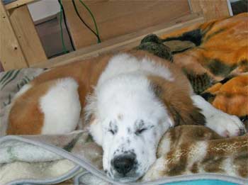 saintbernard richardson2