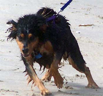 saluki clark
