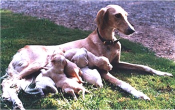 saluki moghaddasi