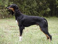 saluki wright