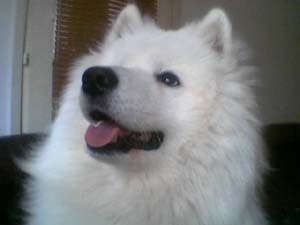 samoyed ciric