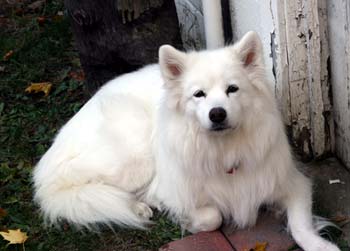 samoyed dolan