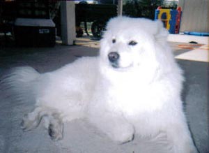 samoyed melissa