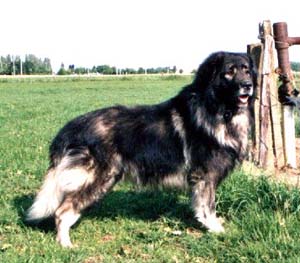 sarplaninac coninck