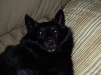 schipperke myers