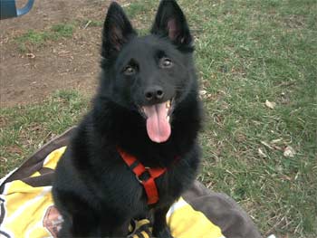 schipperke nicholson