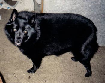 schipperke swinger