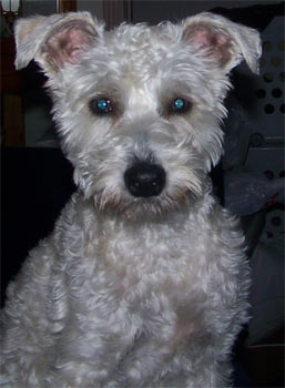 schnoodle bernhardt