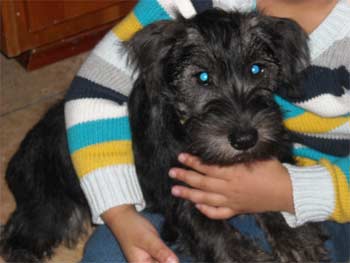 schnoodle mccarthy