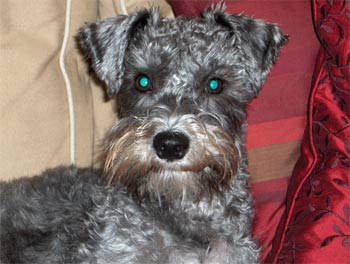 schnoodle russin