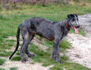 scottishdeerhound