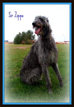scottishdeerhound wilson