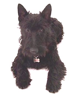 scottishterrier arcaute