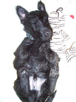 scottishterrier hansen