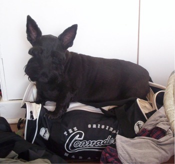 sealyhamterrier baynes