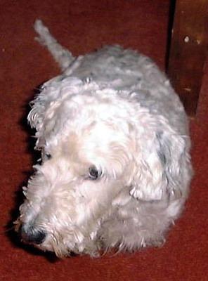 sealyhamterrier scott