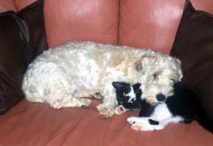 sealyhamterrier west